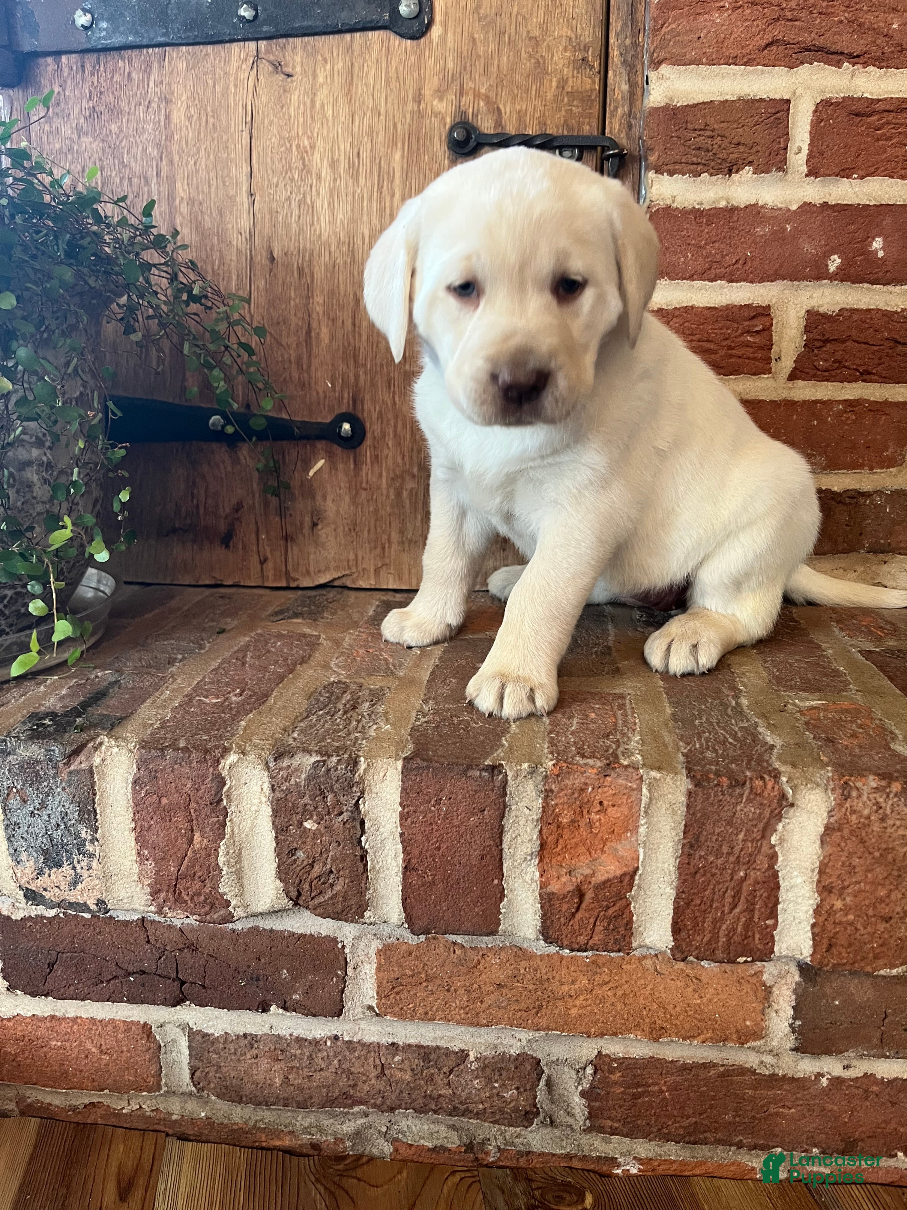 Labrador Retriever dogs Liberty - Ad 2