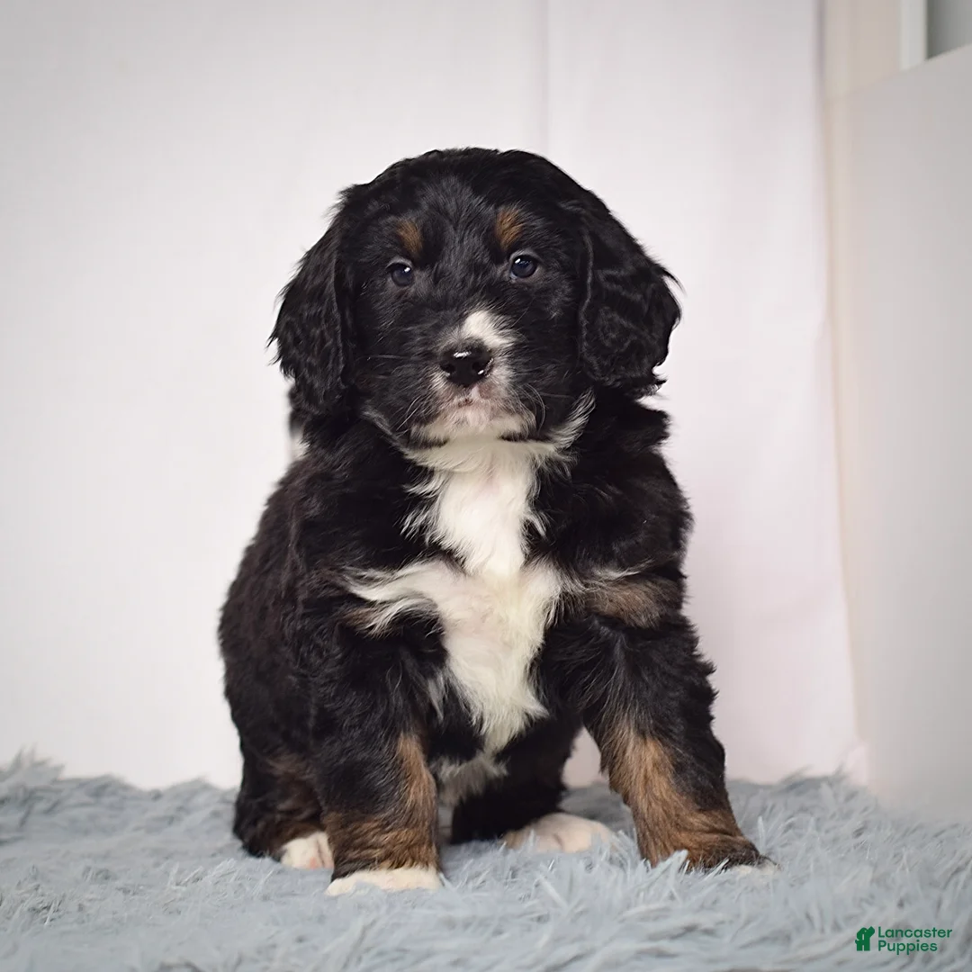 Bernedoodle dogs for sale: Mr.  Virgil - Ad 3