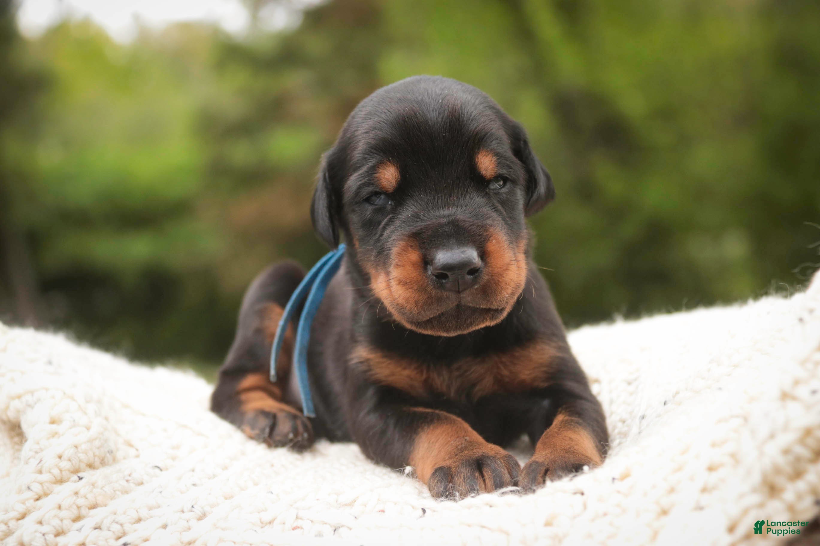 Doberman Pinscher dogs Malcolm - Ad 2