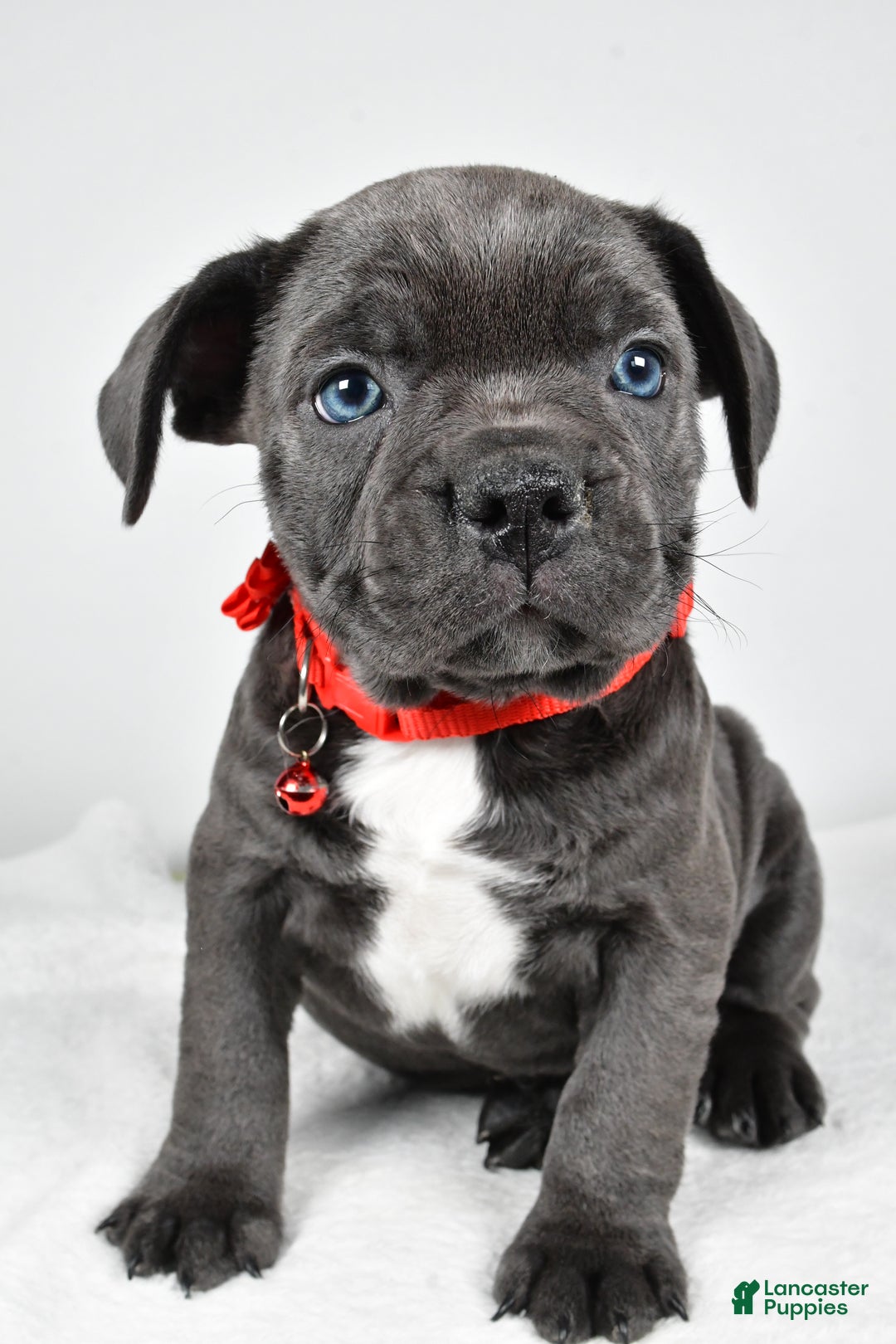 Mixed Breed dogs for sale: Della - Ad 7