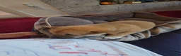 Shiba Inu dogs for sale: Fawn Female - Ad 8