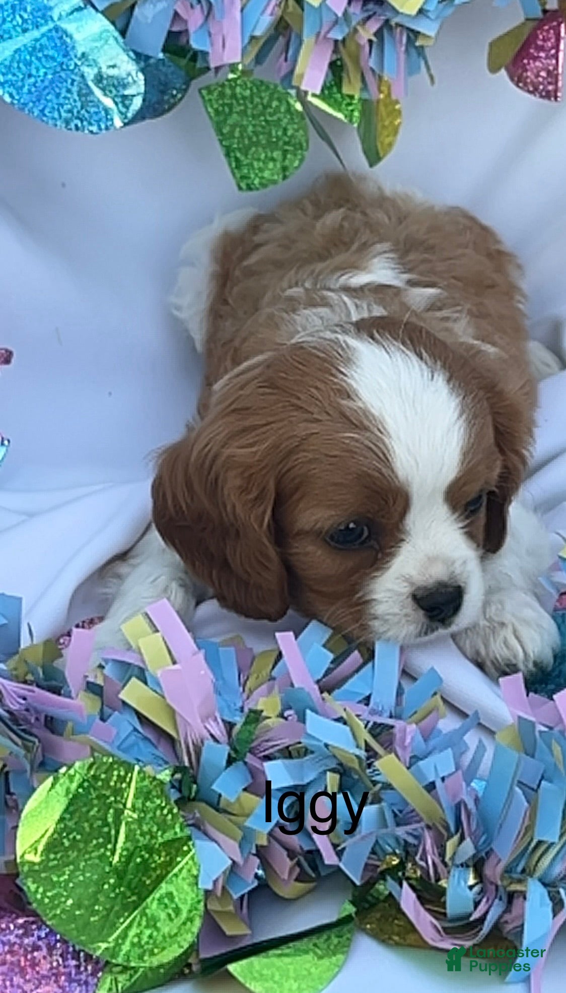 Cavalier King Charles Spaniel dogs Iggy - Ad 1