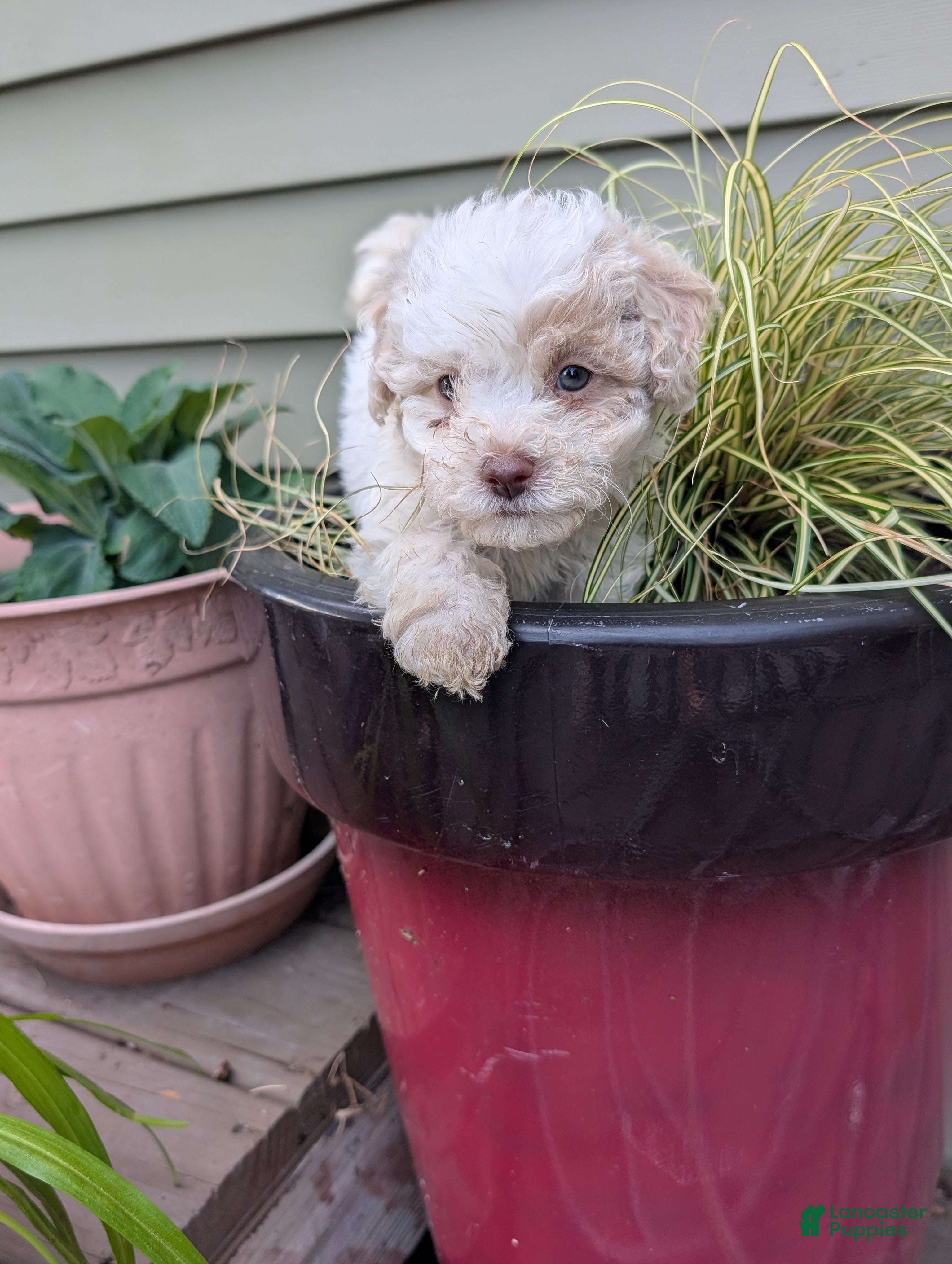 Bichpoo dogs Jack - Ad 2