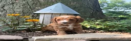 Cavapoo dogs for sale: Conner - Ad 20