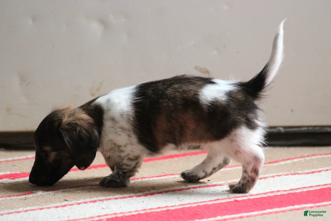 Miniature Dachshund dogs for sale: Bonita - Ad 6