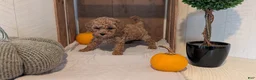 Miniature Poodle dogs for sale: Luna - Ad 11