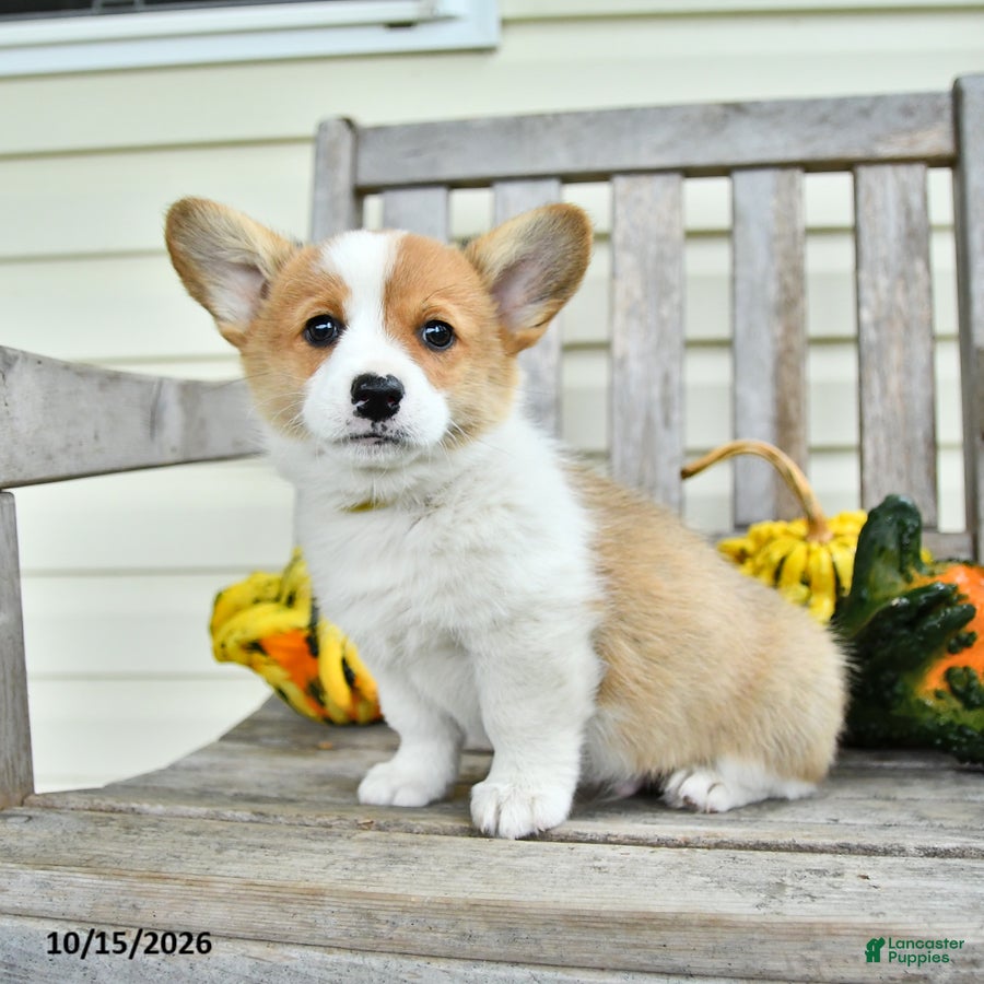 Welsh Corgi Pembroke dogs for sale: Snap - Ad 1