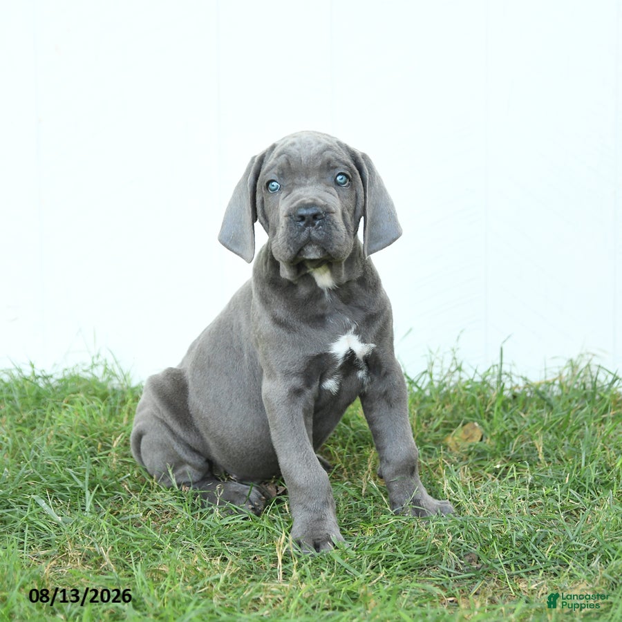 Cane Corso dogs Rookie - Ad 1