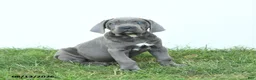 Cane Corso dogs for sale: Rookie - Ad 6