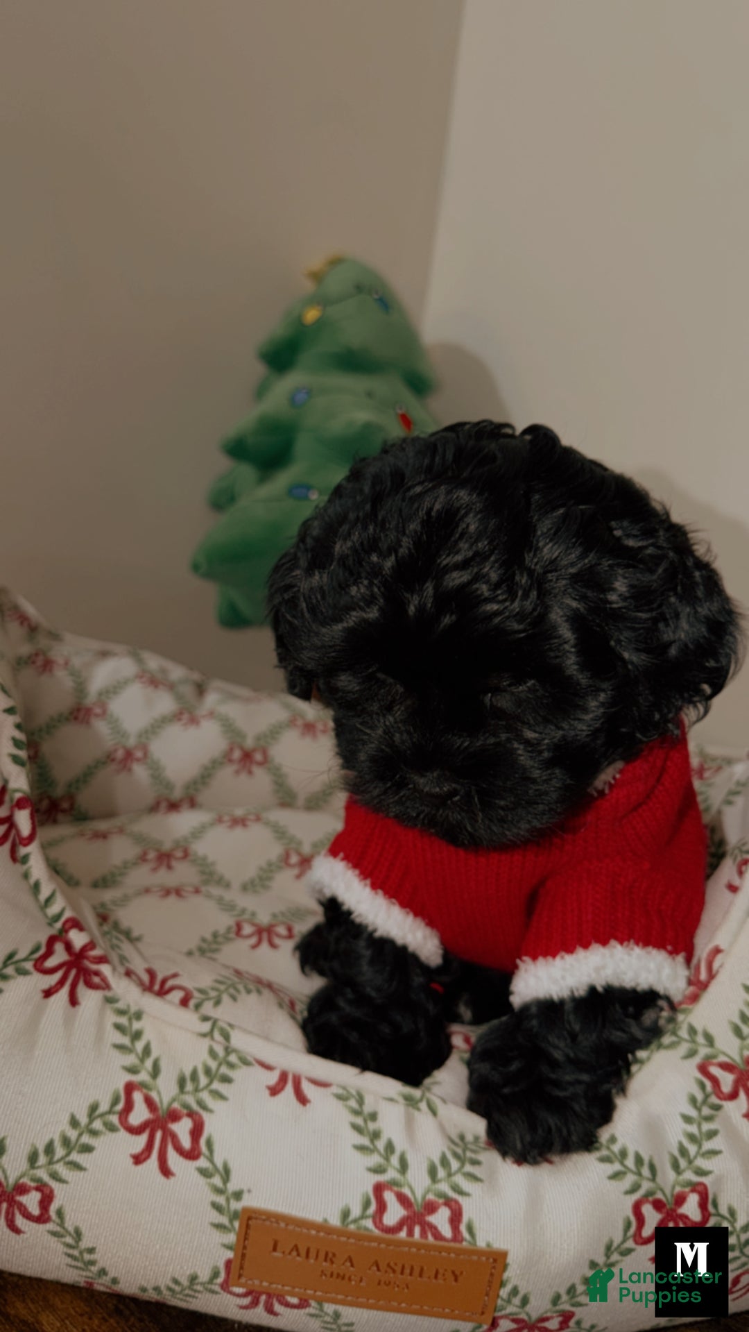 Shihpoo dogs for sale: Midnight  - Ad 2