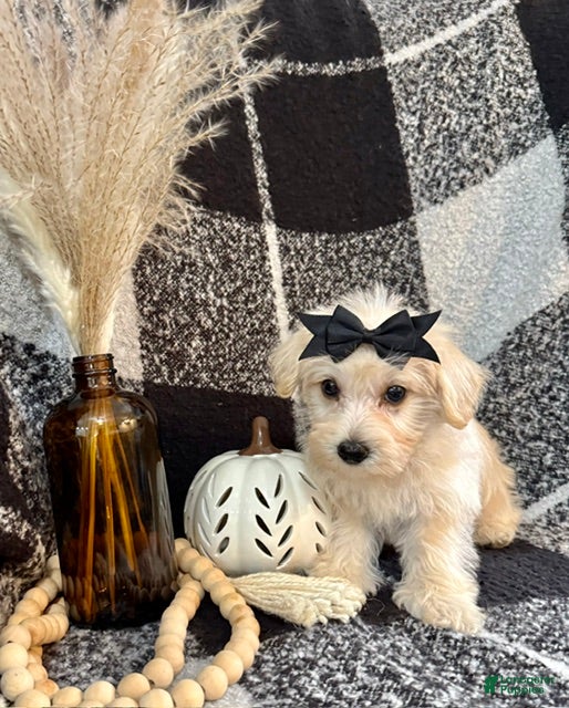 Schnoodle dogs Lacy - Ad 2