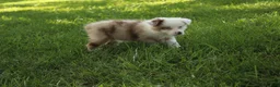 Australian Shepherd dogs for sale: Simone - Ad 1