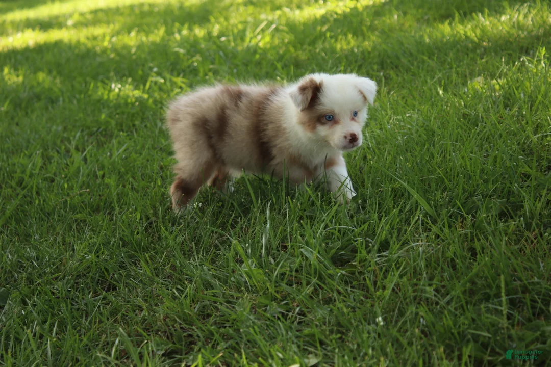 Australian Shepherd dogs for sale: Simone - Ad 1
