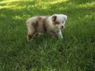 Australian Shepherd dogs Simone - Ad 36
