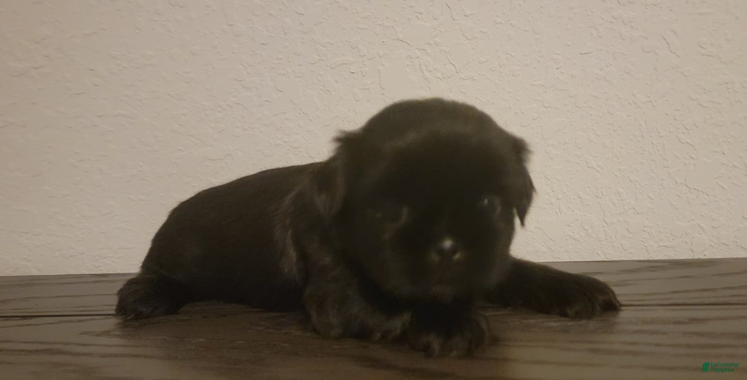 Shih Tzu dogs for sale: MAX, Shih Tzu, Male, 10 weeks, AKC Champion Blood Line - Ad 14