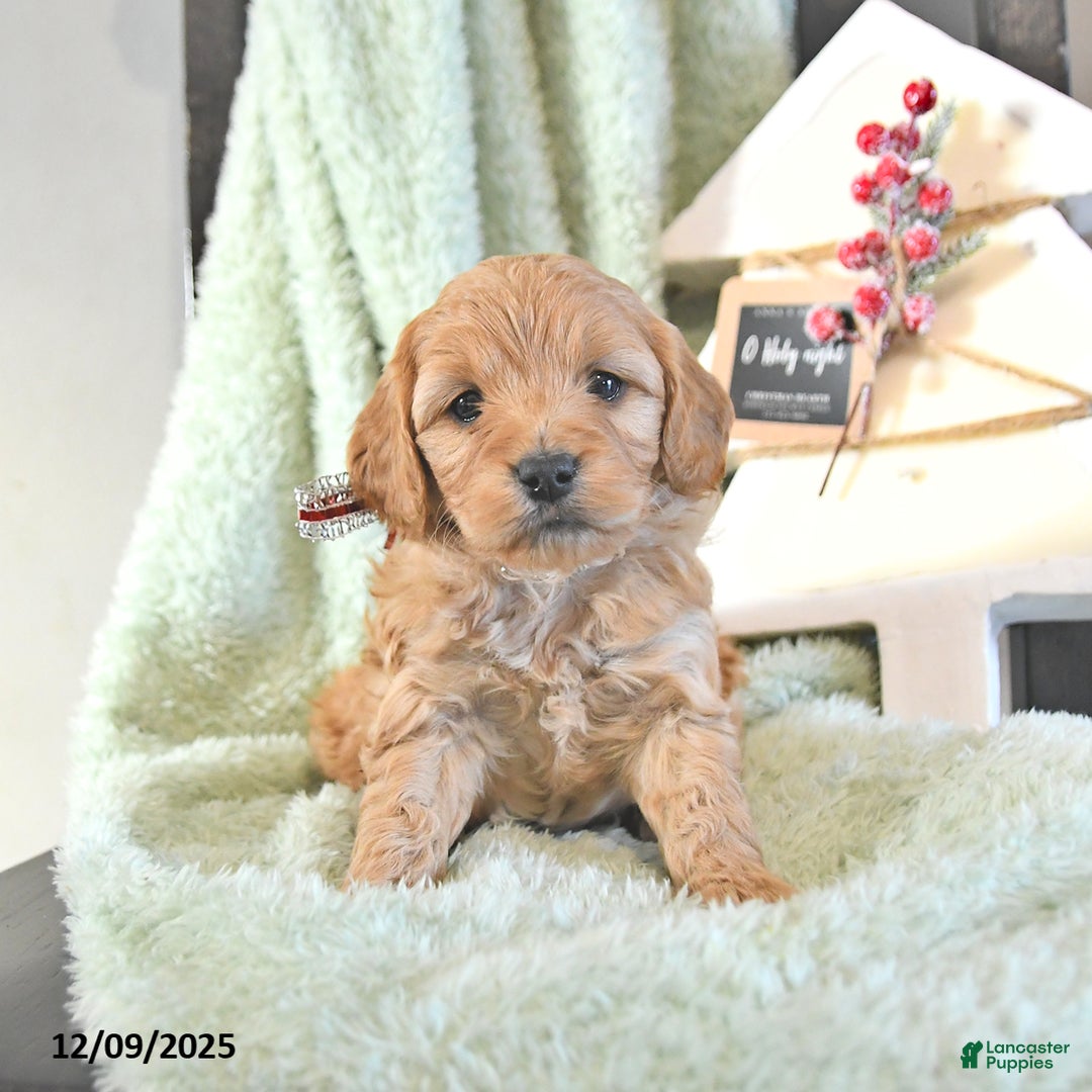 Mini Goldendoodle dogs for sale: Brooks  - Ad 3