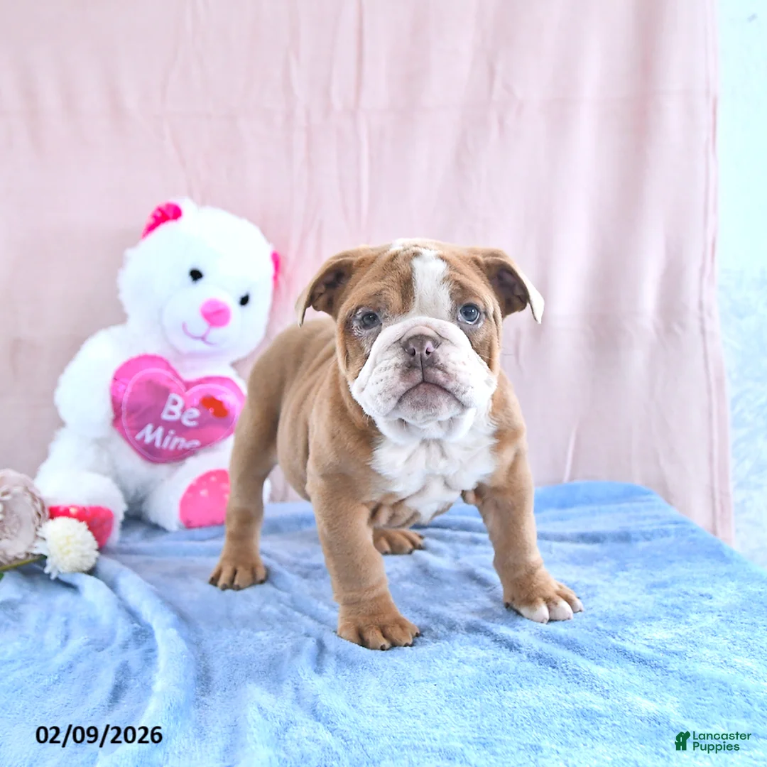 Mixed Breed dogs for sale: Ruby - Ad 1