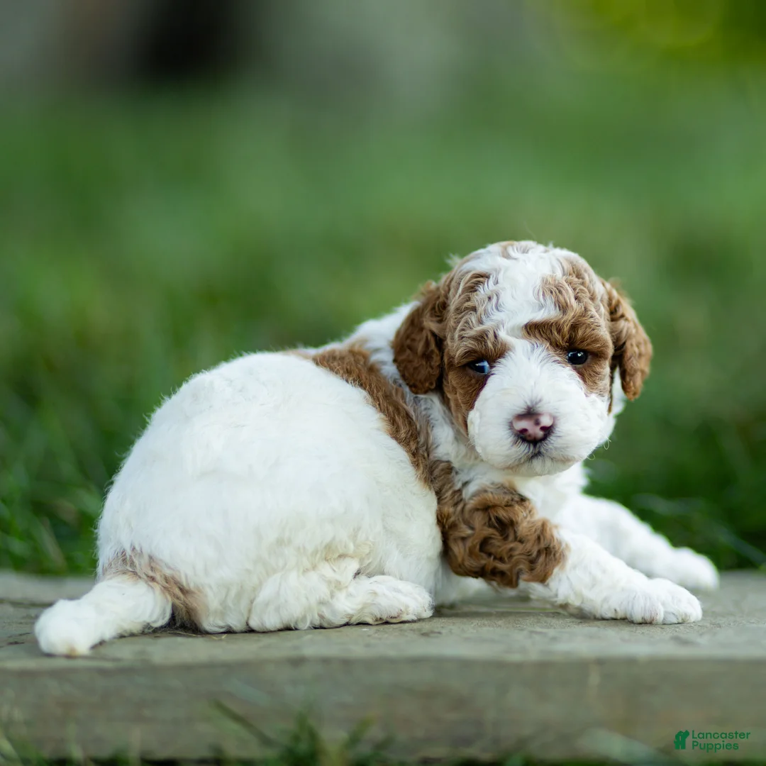 Labradoodle dogs for sale: Theo Labradoodle  - Ad 3