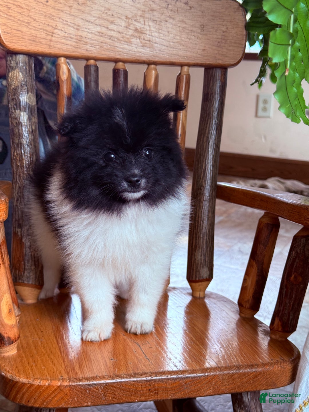 Pomeranian dogs for sale: Kermit - Ad 3