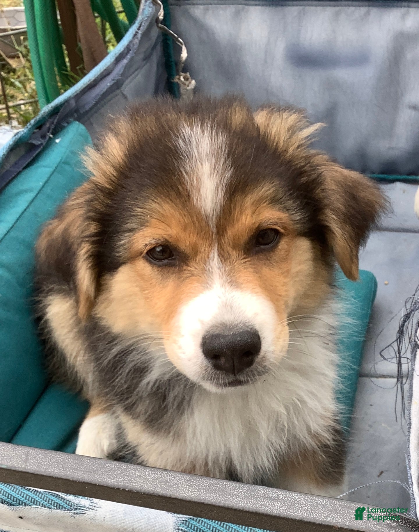 Australian Shepherd dogs  Darby - Ad 1