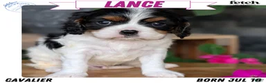 Lance