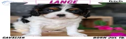 Cavalier King Charles Spaniel dogs for sale: Lance - Ad 1