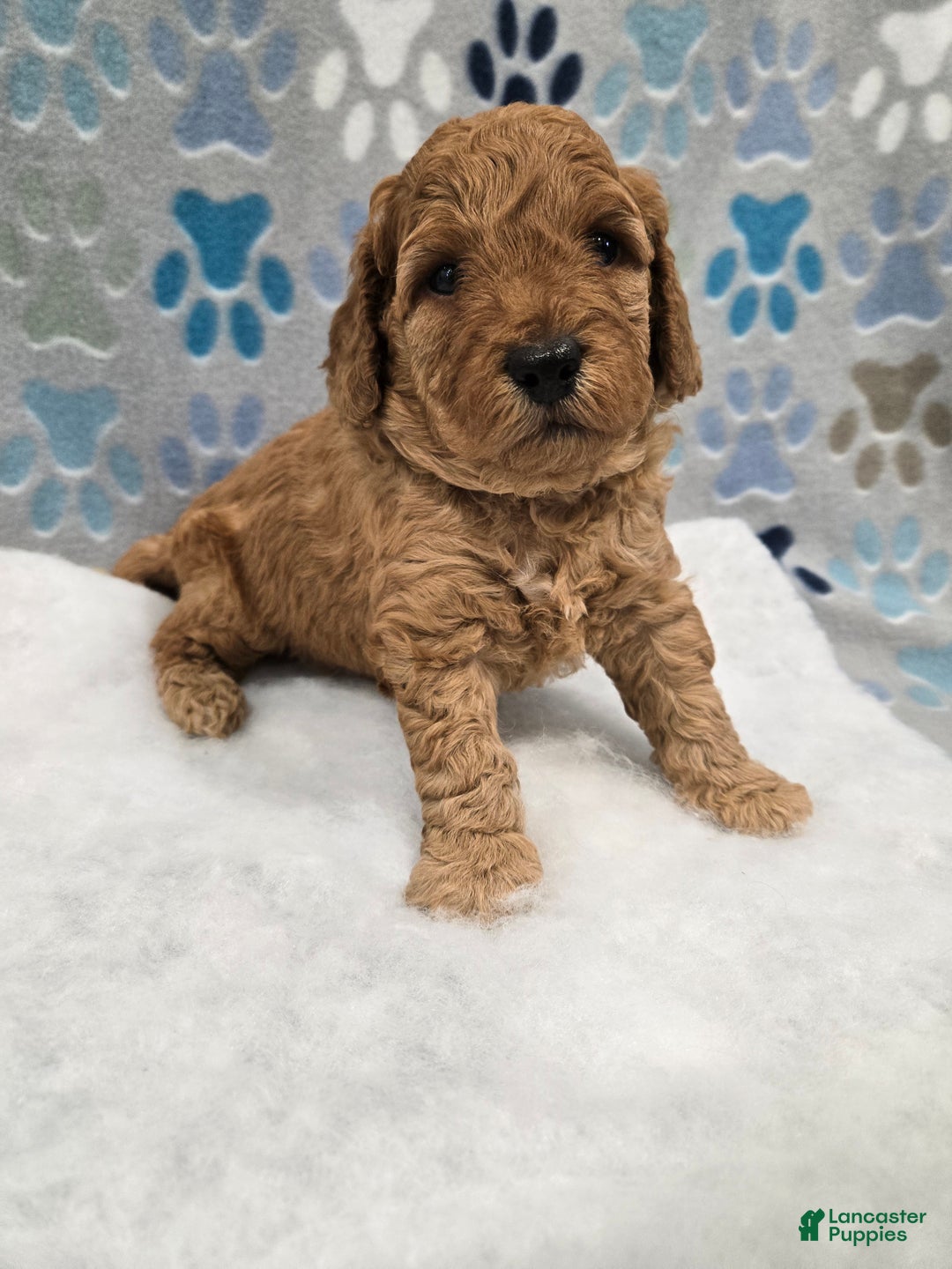 Mini Goldendoodle dogs for sale: Scout - Ad 5