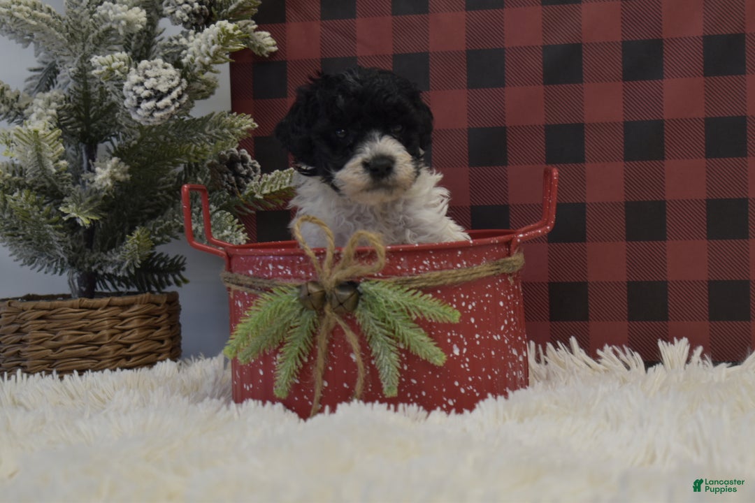 Miniature Poodle dogs for sale: Mason - Ad 3