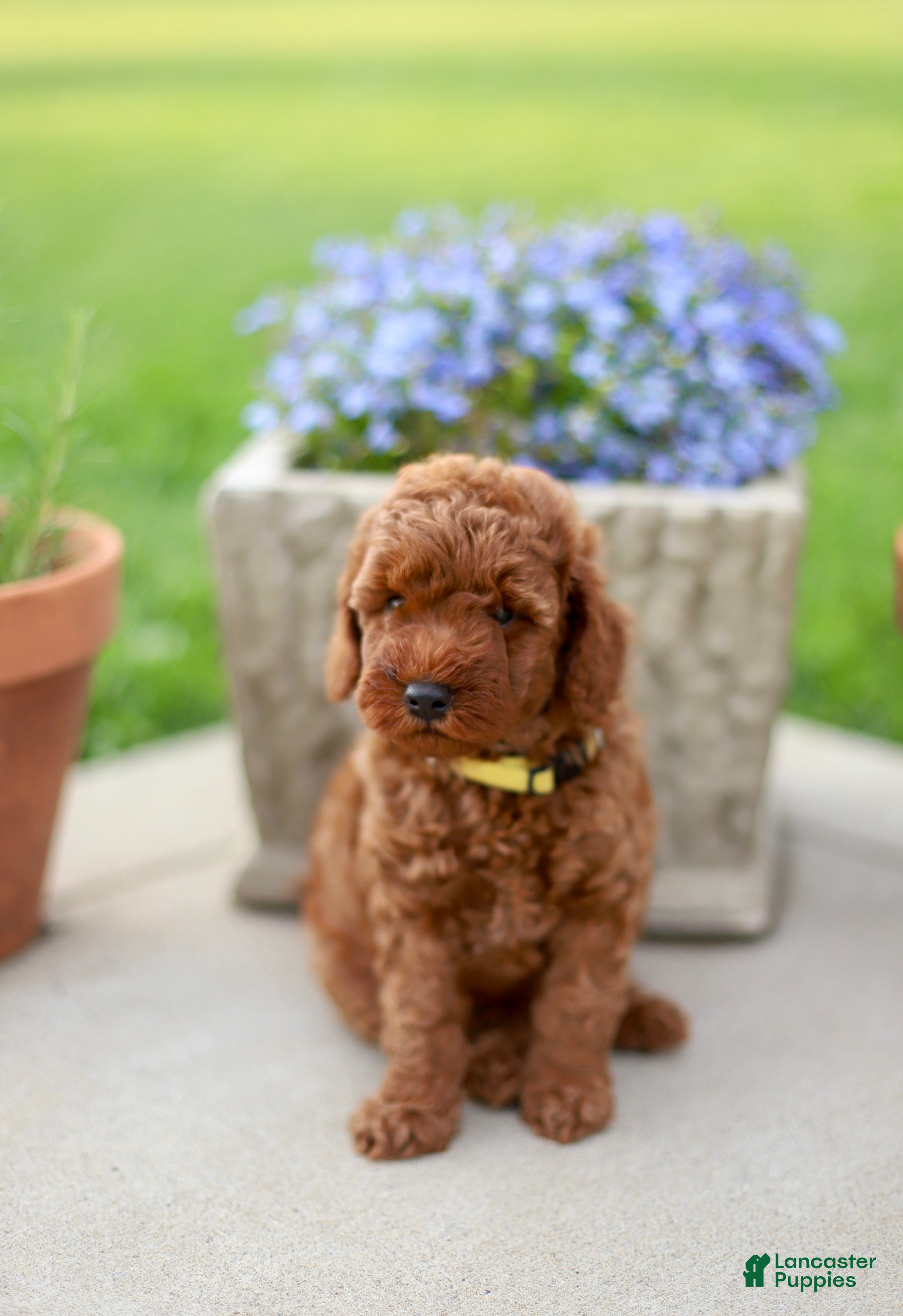 Mini Goldendoodle dogs Poppy - Ad 23