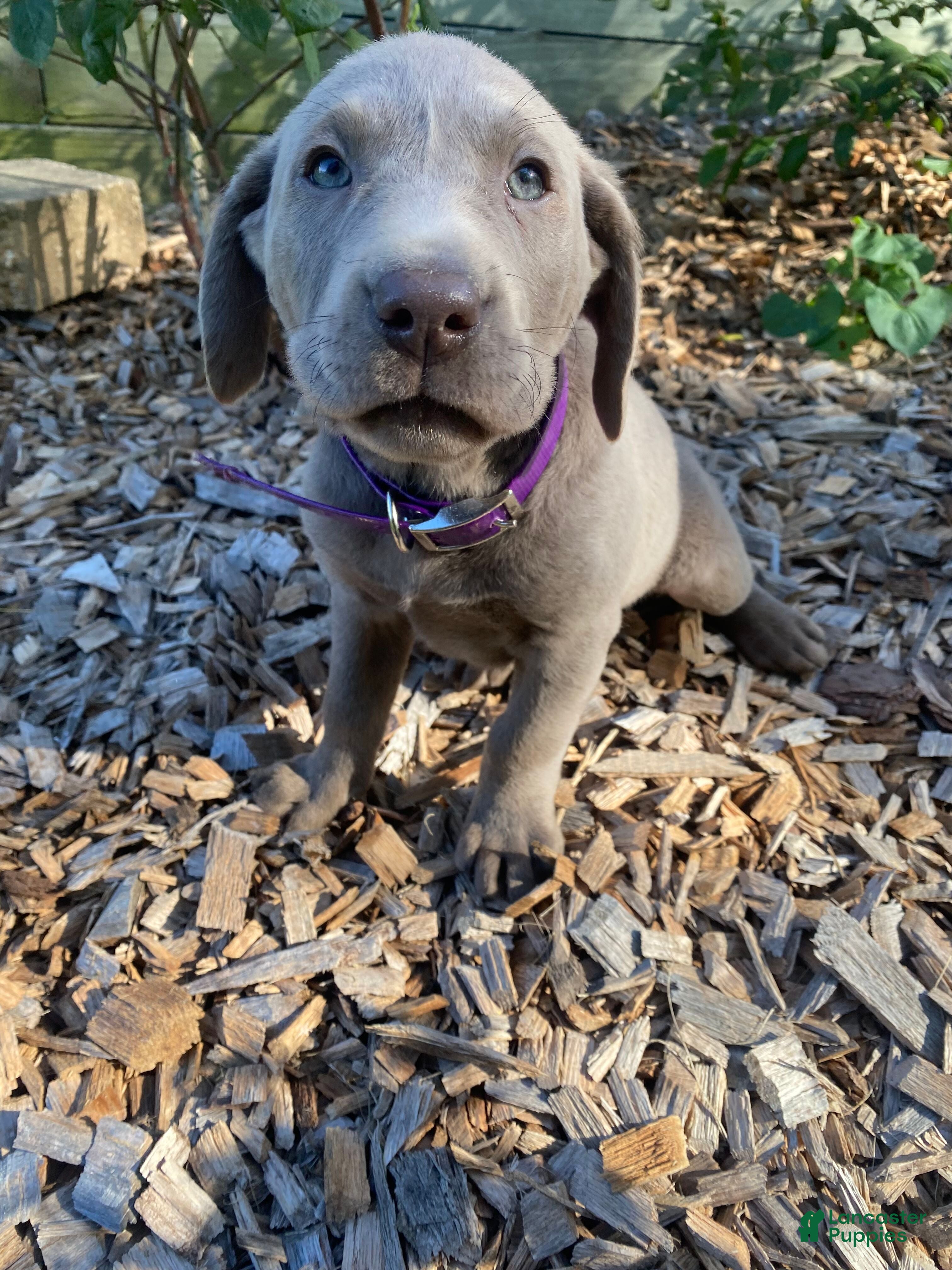 Labrador Retriever dogs Harley - Ad 2