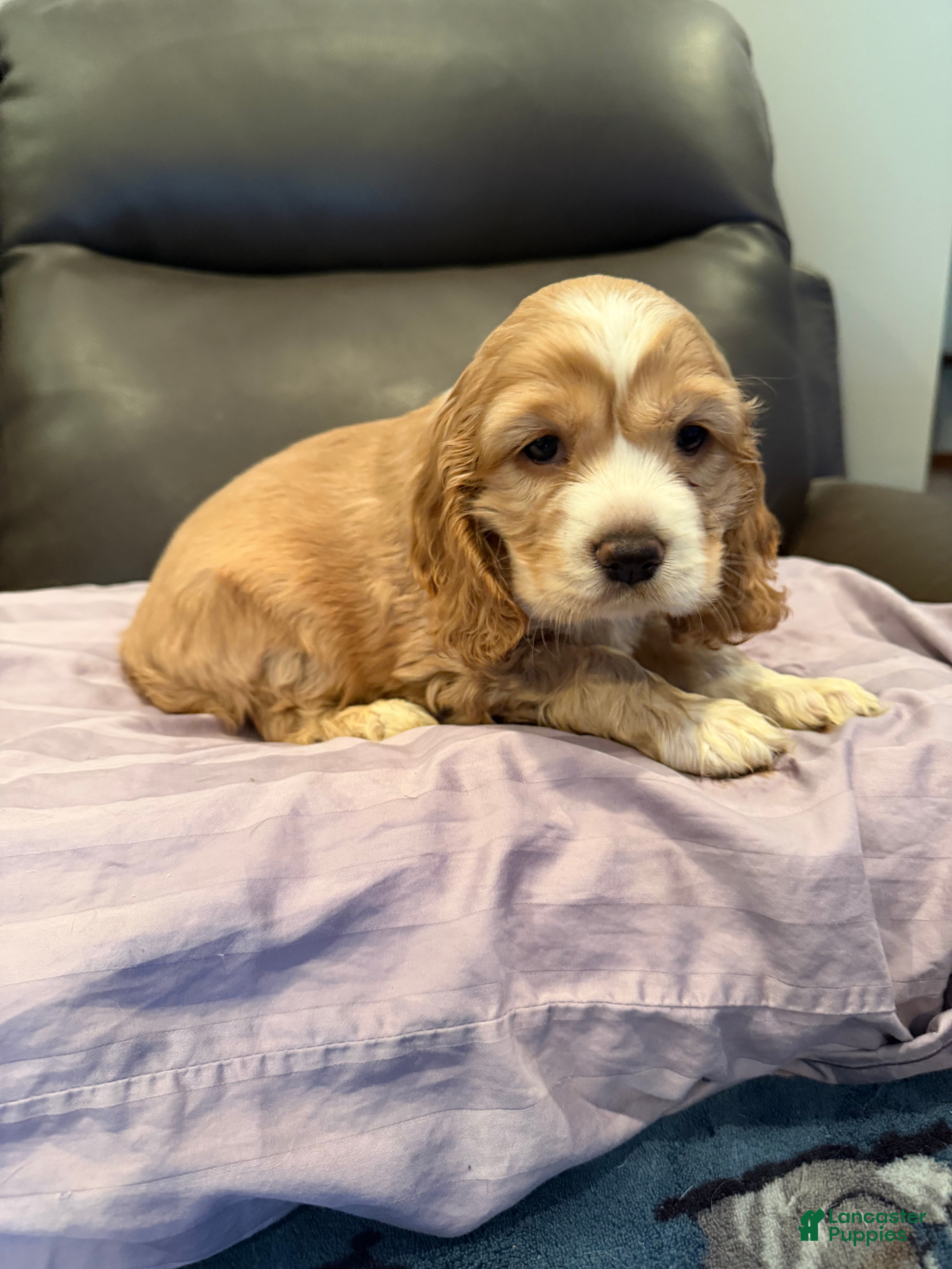 Cocker Spaniel dogs Cocker Spaniel- Anna - Ad 24