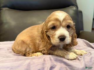 Cocker Spaniel dogs Cocker Spaniel- Anna - Ad 16