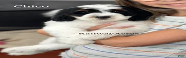 Chico