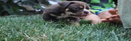 Olde English Bulldogge dogs for sale: Olde English Bulldogge 1 - Ad 5