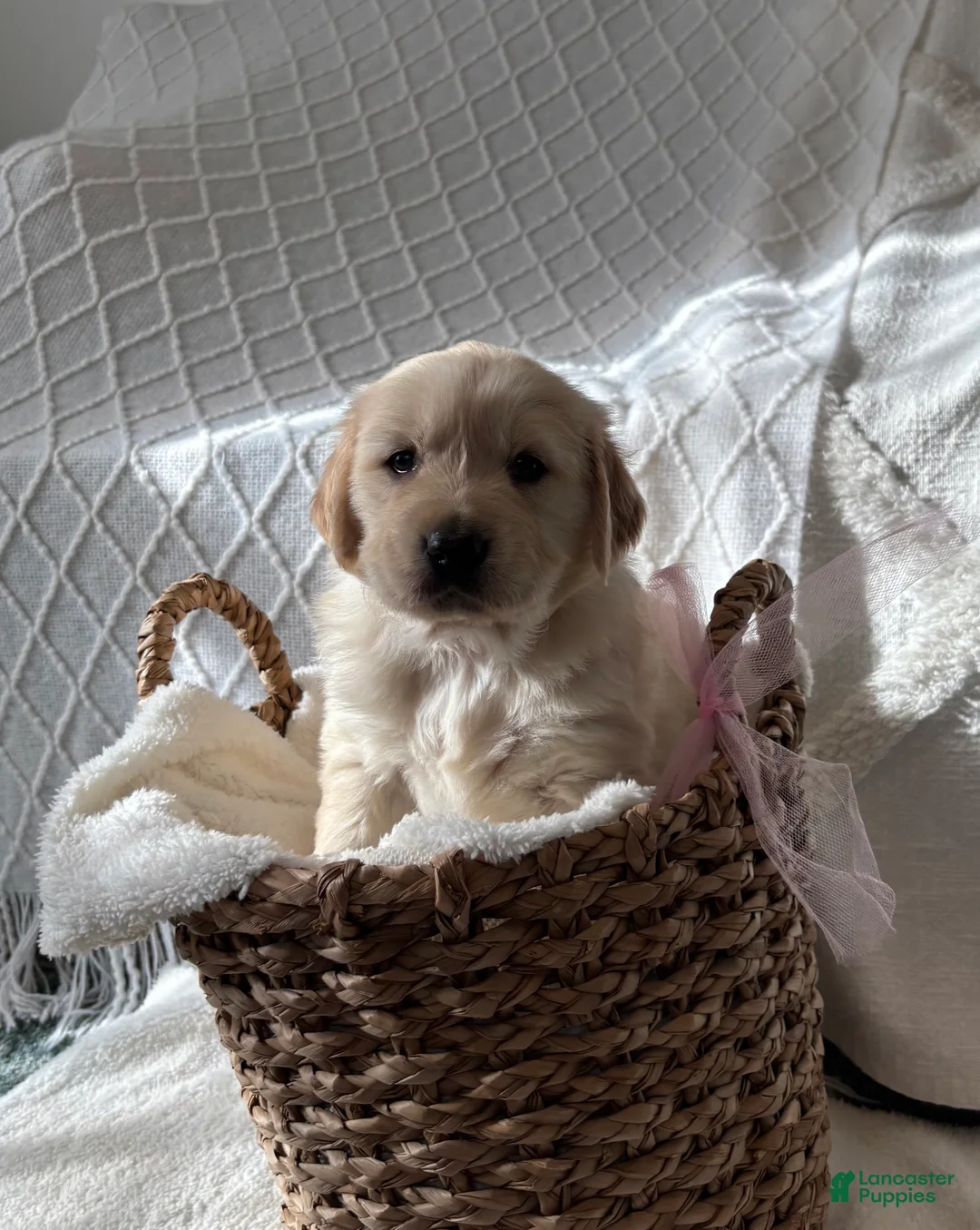 Golden Retriever dogs for sale: Grace  - Ad 1