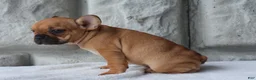 French Bulldog dogs for sale: Sadie - Ad 4