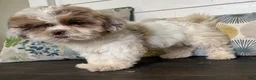 Shihpoo dogs for sale: Cinderella  - Ad 8