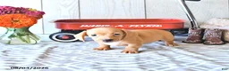 Miniature Dachshund dogs for sale: Renae - Ad 3
