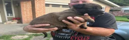 Belgian Malinois dogs for sale: Belgian Malinois 1 - Ad 3