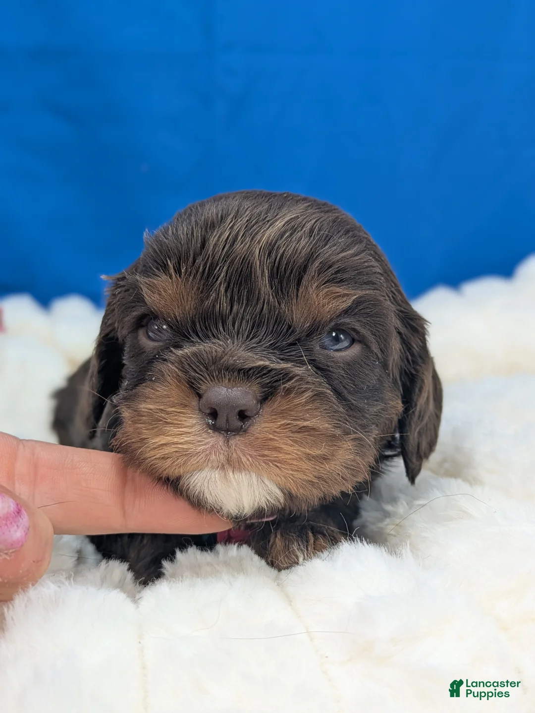 Cavalier King Charles Spaniel dogs for sale: Burbon - Ad 1