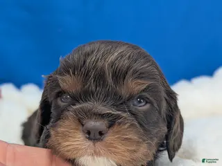 Cavalier King Charles Spaniel dogs for sale: Burbon - Ad 2