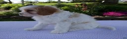 Cavapoo dogs for sale: Destiny - Ad 5