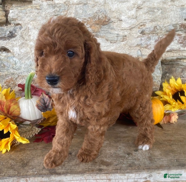 Mini Goldendoodle dogs Nick  - Ad 2