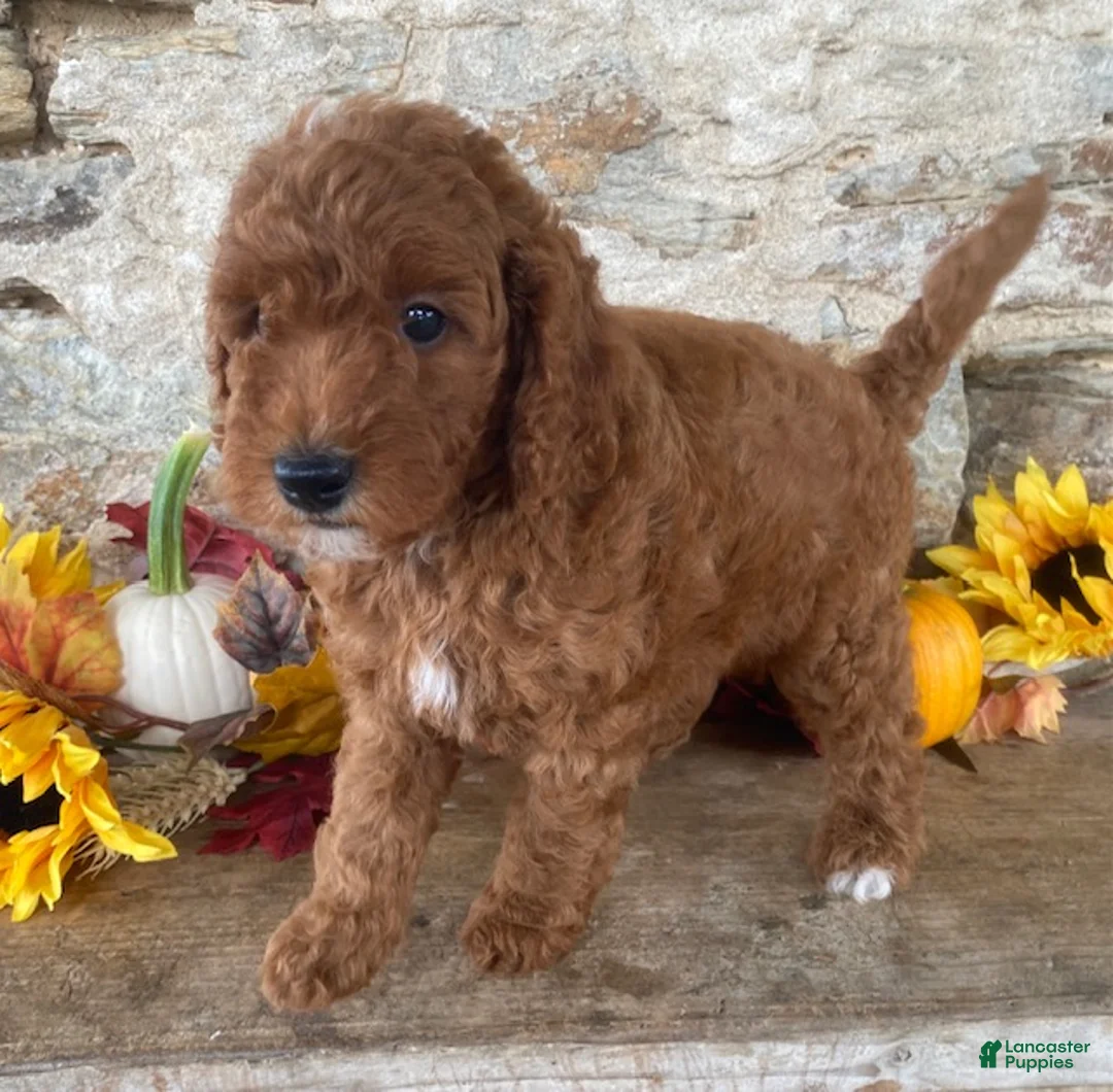 Mini Goldendoodle dogs for sale: Nick  - Ad 2