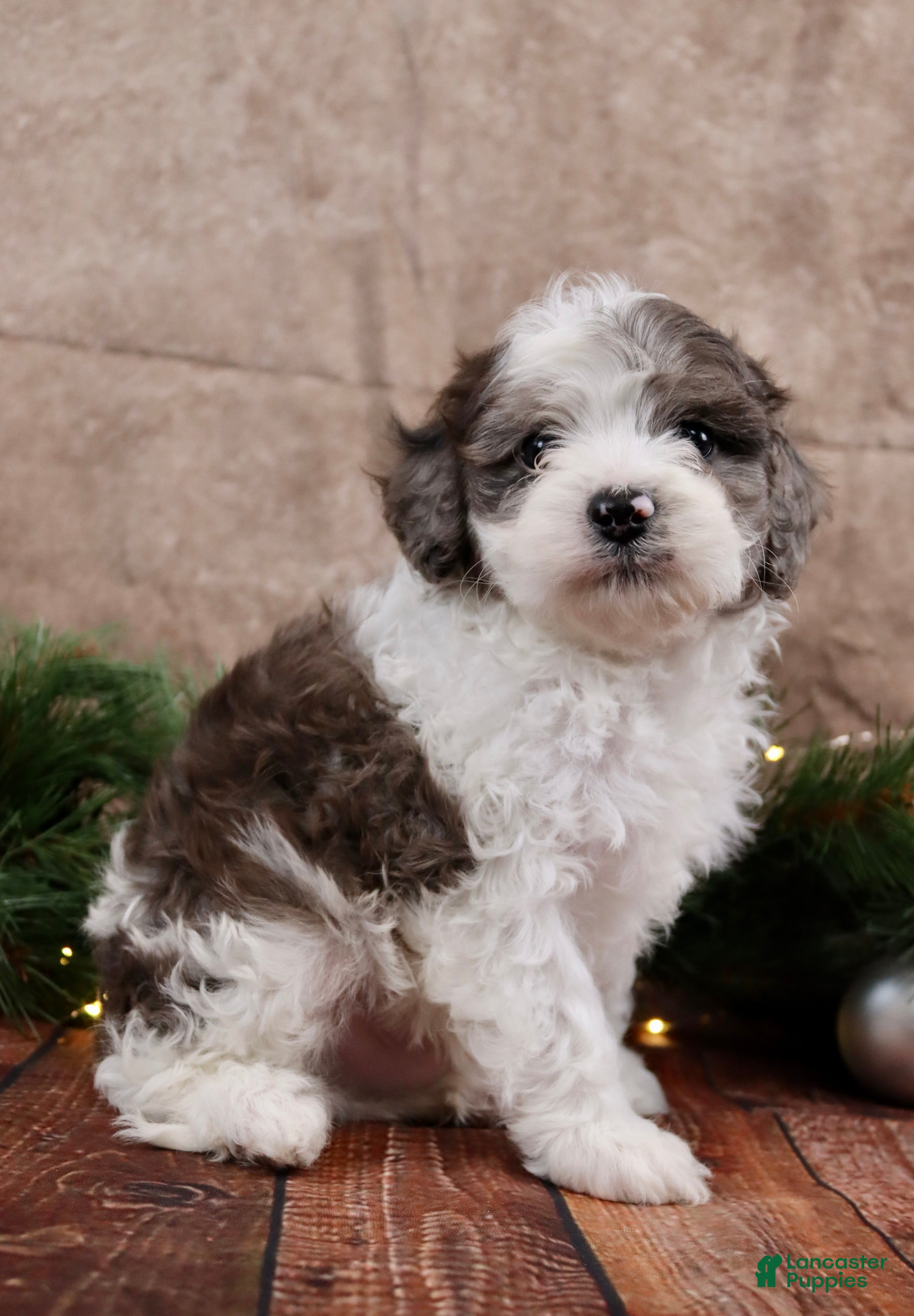 Cavapoo dogs Coal - Ad 40