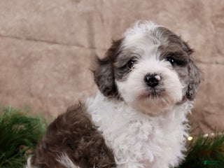 Cavapoo dogs Coal - Ad 18