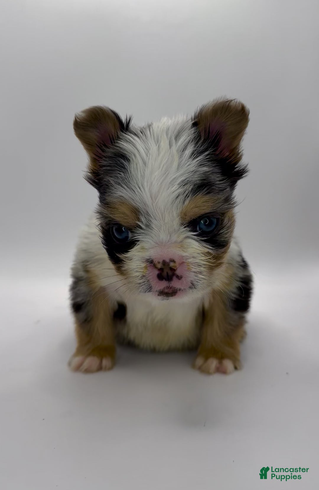 French Bulldog dogs for sale: French Bulldog Puppy 1 - Ad 3