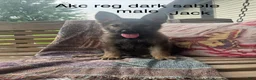 German Shepherd dogs for sale: Jack  - Ad 1