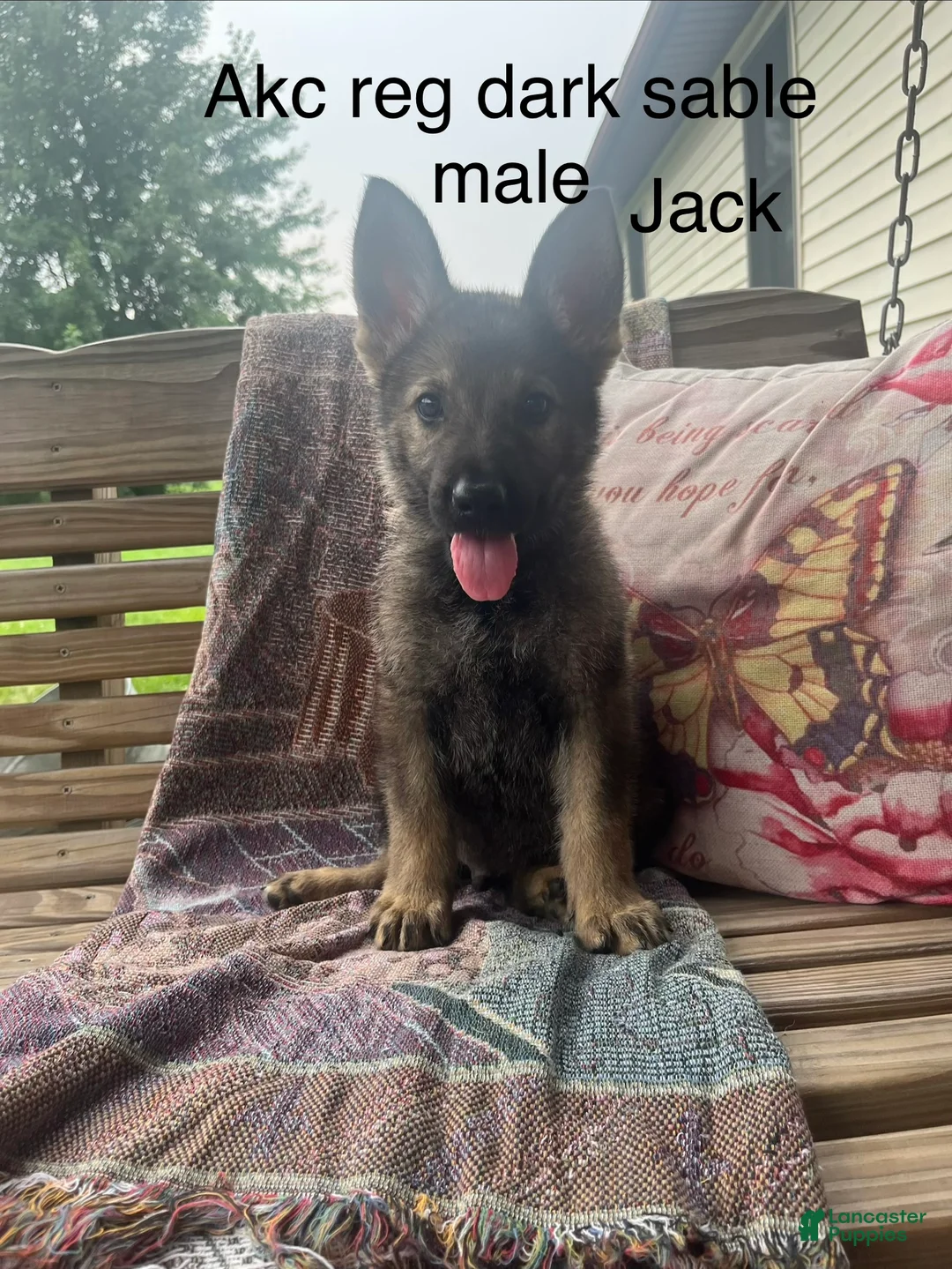 German Shepherd dogs for sale: Jack  - Ad 1