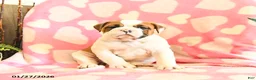 Olde English Bulldogge dogs for sale: Blossom - Ad 3